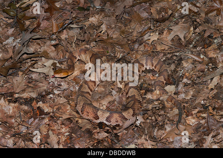 Le nord de Copperhead Serpent, Agkistrodon contortrix mokasen, Pit Viper, reptiles d'amérique du nord, de reptiles, serpent Banque D'Images