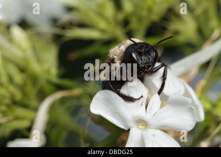 Une aire d'alimentation est de l'abeille charpentière (Xylocopa virginica). Banque D'Images