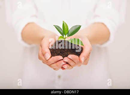 Woman's hand holding young plant, ecology concept Banque D'Images