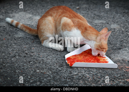 Sans-abri rouge un chat mange la pizza sur la route asphaltée. Banque D'Images