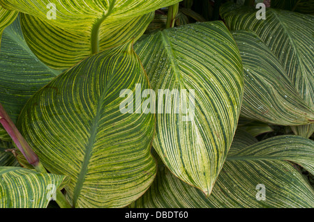 Plante en pot le long du Mall, Washington, DC. Banque D'Images