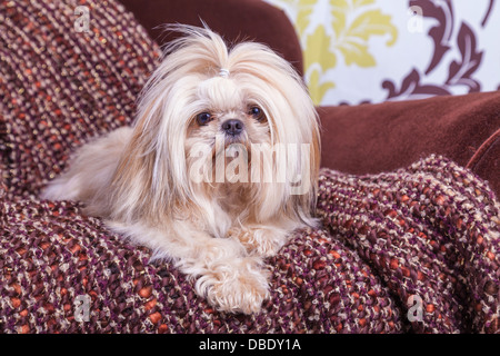 Les jeunes shih tzu posant sur une chaise contre un fond damassé. Banque D'Images