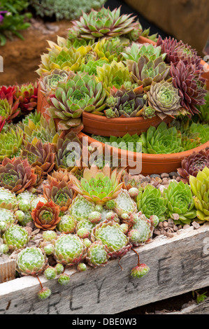 Sempervivum crassulacées mixtes dans broken teracotta pots et conteneurs caisse en bois Banque D'Images