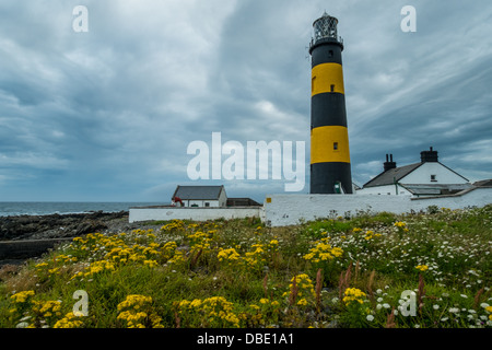 St John's Point Lighthouse dans le comté de Down en Irlande du Nord illustré contre nuages gris orageux avec des prairies et des fleurs sauvages en t Banque D'Images