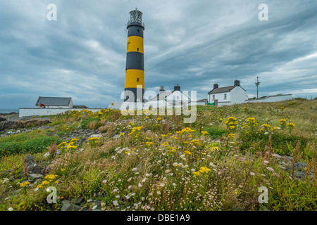 St John's Point Lighthouse dans le comté de Down en Irlande du Nord illustré contre nuages gris orageux avec des prairies et des fleurs sauvages en t Banque D'Images