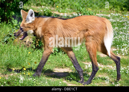 Le loup à crinière (Chrysocyon brachyurus) marcher sur l'herbe vu de profil Banque D'Images