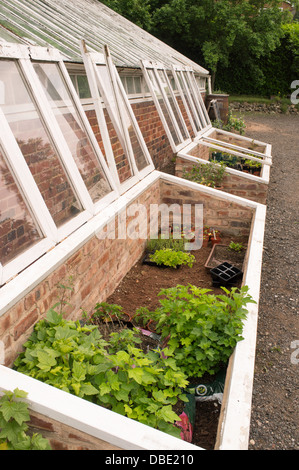 Dans vegtable cloches en verre de jardin jardin, England, UK Banque D'Images