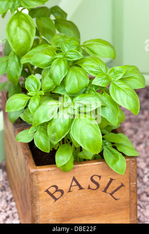 Herbacée plante de basilic dans un récipient en bois Banque D'Images