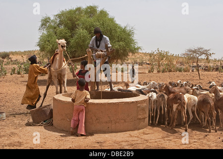 Bergers touaregs dans village à l'aide d'un composé à l'aide de chameaux aspirer l'eau jusqu'à partir d'un bien de l'animal à boire, ne le Mali Banque D'Images