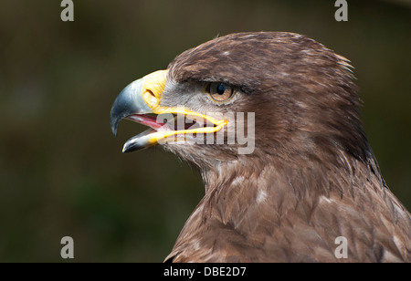 Steppe eagle head Banque D'Images