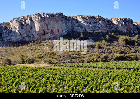 Vine dans la garrigue près de Narbonne dans le sud de la France dans la région Languedoc-Roussillon Banque D'Images