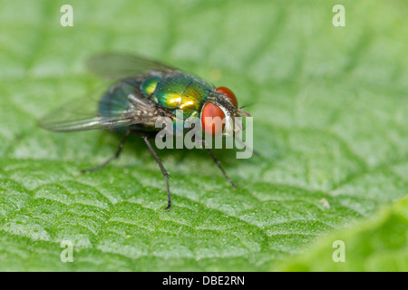 Bouteille verte (Lucilia sericata) Banque D'Images