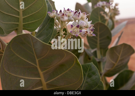 Fruits de Mer Morte Calotropis procera ou d'arbustes en désert du Sahara au nord du Mali Banque D'Images