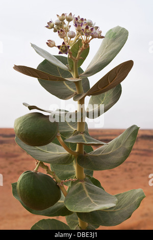 Fruits de Mer Morte Calotropis procera ou d'arbustes en désert du Sahara au nord du Mali Banque D'Images
