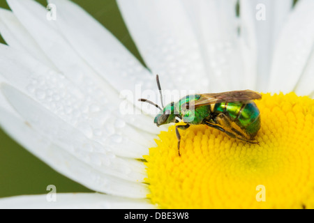 Halictid - abeille superbe Augochlorella sp sur une marguerite Banque D'Images