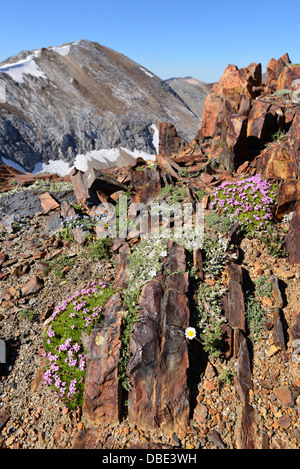 Fleurs alpines qui poussent sur une crête élevée dans les montagnes de l'Oregon Wallowa. Banque D'Images