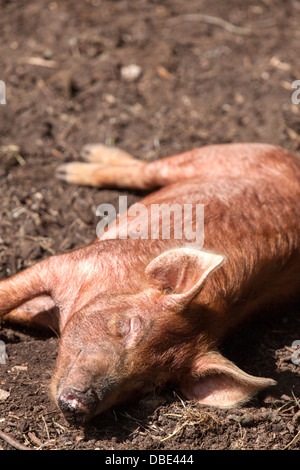 Les jeunes porcs Tamworth jouissant d'une ombre sur un été, England, UK Banque D'Images
