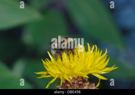 Une abeille sur une fleur jaune après nectar Banque D'Images