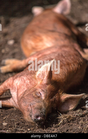 Les jeunes porcs Tamworth jouissant d'une ombre sur un été, England, UK Banque D'Images
