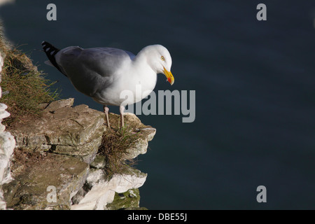 Goéland argenté (Larus argentatus) adulte, perché au bord de la falaise, falaises de Bempton, East Yorkshire, Angleterre, juin Banque D'Images