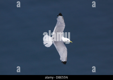 Black Mouette tridactyle (Rissa tridactyla), adultes voler au-dessus de l'océan, falaises de Bempton, East Yorkshire, Angleterre, Royaume-Uni, Juillet Banque D'Images