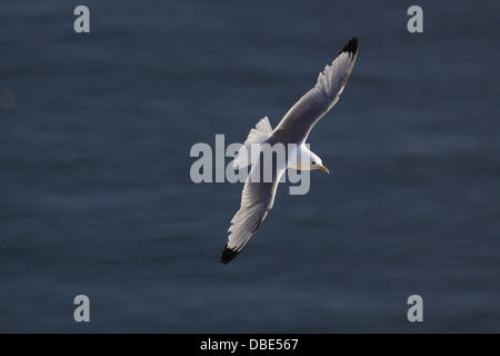 Black Mouette tridactyle (Rissa tridactyla), adultes voler au-dessus de l'océan, falaises de Bempton, East Yorkshire, Angleterre, Royaume-Uni, Juillet Banque D'Images