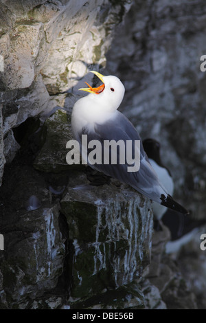 La Mouette tridactyle (Rissa tridactyla), appelant adultes, se tenait sur falaise rocheuse,, East Yorkshire, Bempton Banque D'Images