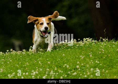 Chien de race beagle chasse dans un champ rempli de fleurs blanches Banque D'Images