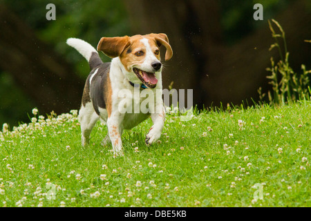 Chien de race beagle chasse dans un champ rempli de fleurs blanches Banque D'Images