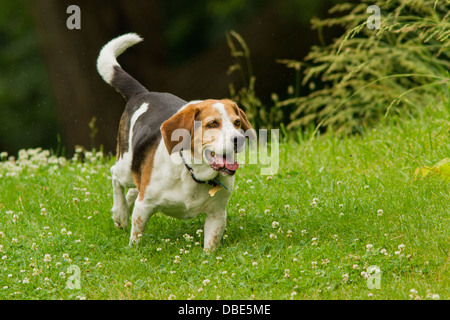 Chien de race beagle chasse dans un champ rempli de fleurs blanches Banque D'Images