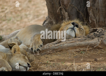 Les Lions ayant une sieste Banque D'Images