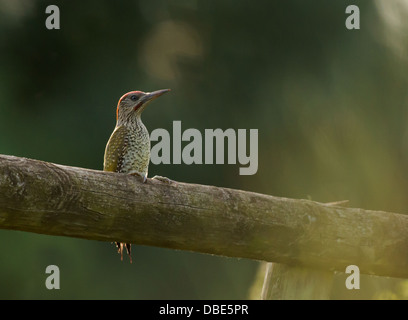 Pic Vert juvénile éclairé (Picus viridis) perché sur une clôture en bois Banque D'Images