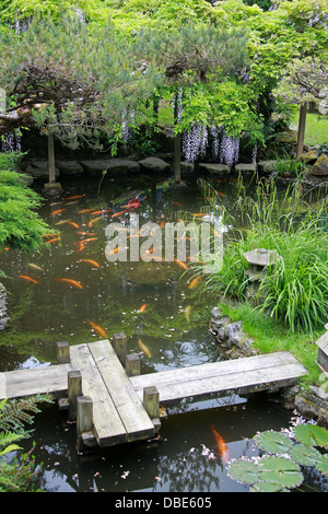 Étang du Poisson, Le Jardin Japonais, claveté, Hertfordshire. Banque D'Images