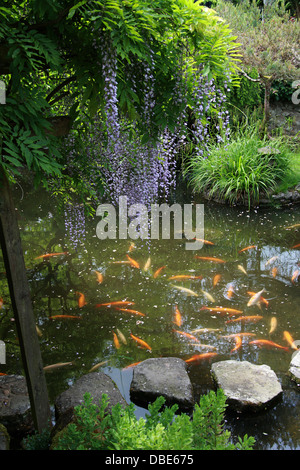 Étang de Koi Carp et Wisteria japonais, Wisteria floribunda. Le jardin japonais, en coton, Hertfordshire. Banque D'Images