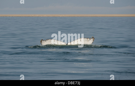 Baleine franche australe Afrique Namibie Walvis bay Banque D'Images