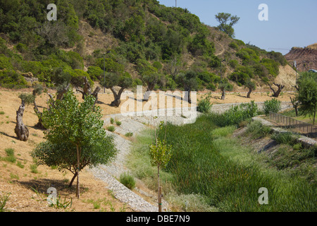 Oliviers dans un jardin sec près d'une rivière en été Banque D'Images