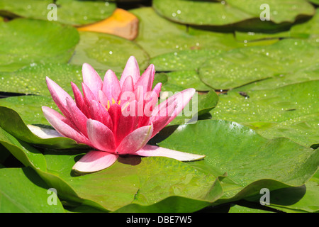 Nénuphar violet magnifique avec de l'eau gouttes Banque D'Images