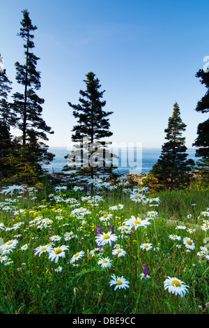 Fleurs sauvages et paysage marin en Acadie, Park Loop Road, l'Acadia National Park, Maine Banque D'Images