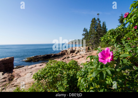 Paysage marin et roses sauvages en Acadie, Park Loop Road, l'Acadia National Park, Maine Banque D'Images