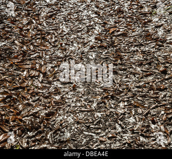 Des feuilles humides sur le sol de la forêt. Banque D'Images