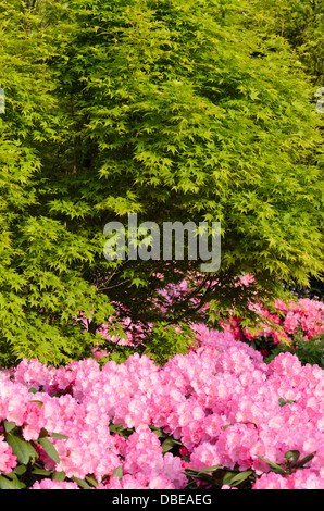 L'érable japonais (Acer palmatum) et rhododendron (Rhododendron) Banque D'Images