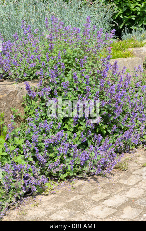 Cataire (nepeta x faassenii) Banque D'Images