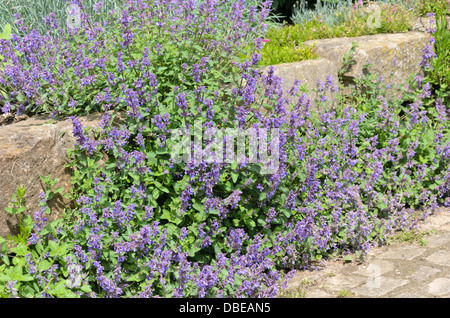 Cataire (nepeta x faassenii) Banque D'Images