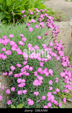 Dianthus gratianopolitanus cheddar (rose) Banque D'Images