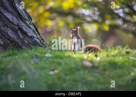 L'Écureuil roux (Sciurus vulgaris). Banque D'Images