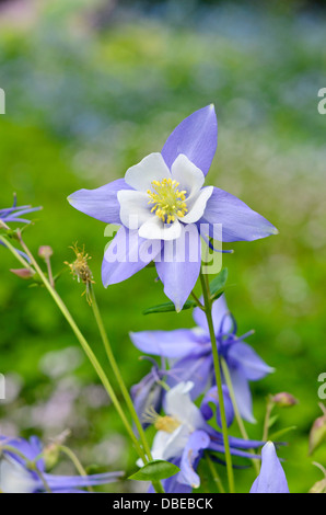 Montagnes Rocheuses l'ancolie (Aquilegia caerulea 'songbird' blue jay) Banque D'Images