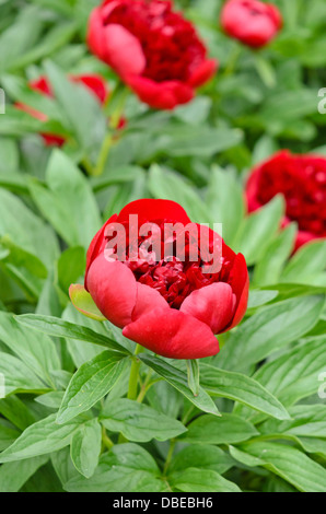 La pivoine de Chine (paeonia lactiflora 'charme') Banque D'Images