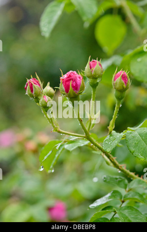 Bourbon rose (Rosa louise odier) Banque D'Images