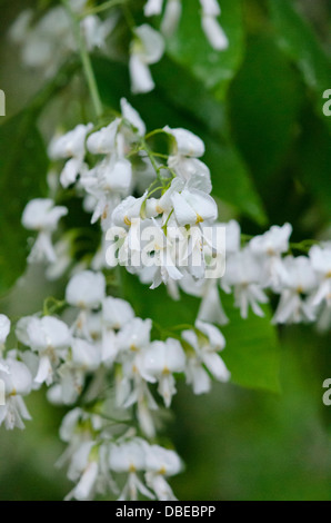 Kentucky (cladrastis kentukea bois jaune syn. cladrastis lutea) Banque D'Images