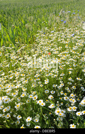 Chanomile allemand matricaria recutita (Matricaria chamomilla) syn. Banque D'Images